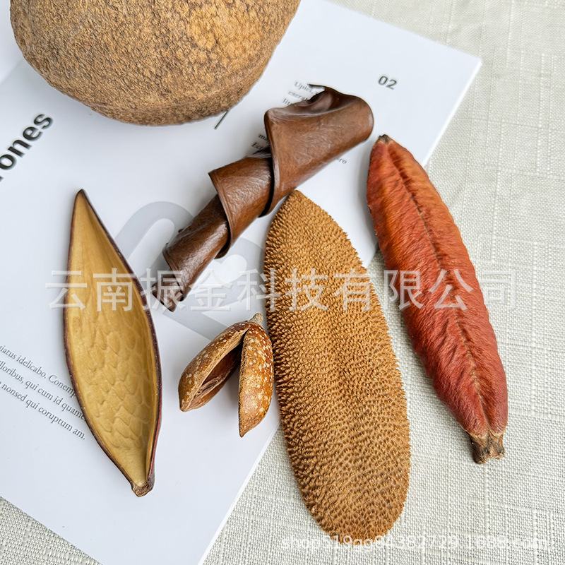 圣诞植物果壳干花标本油松果香薰幼儿园DIY材料包手作拍摄道具