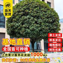 �𻨘����ļ��������҃Ȼ���ֲ���𵤹�ͥԺ�������;Gֲ�_��