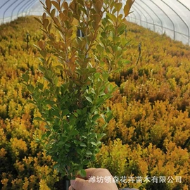 宿根花卉;一二年生花卉;灌木