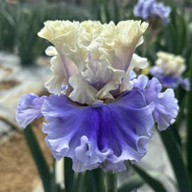 德国鸢尾花正版大花鸢尾花苗世界首演花卉对版盆栽