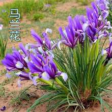 马兰花苗草本地栽马兰花草蓝花马莲花宿根多年生耐盐碱地湿地植物
