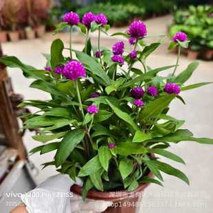 ǧ�ռt�����԰��ռt��������ͥԺ�����_�������͟����⻨�@�Gֲ��