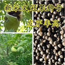 ���Ĺڹ��N�ӡ��Ĺڻ��N���ļ��׻��ͺ��ͺ�ͥԺ���@ֲ��N�Ӵ��l