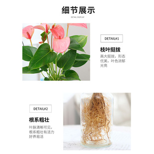 ˮ��ֲ��������Ԏ������҃Ⱥ��B�k����ˮ�B�ļ�ˮ��t�ƻ��ܾGֲ