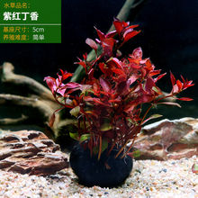 �~���B�~ˮ�������������ˮ�����Լtɫֲ���쾰�ײ��������T��