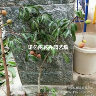 ��ζŴ��������Ц�o�˷Nֲ���m�Ϸ�����֦�䮔��Y����֦������m