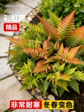 ���l�ʺ�ާ�ֲ���쾰���Բ�˹�Dާާ����ާ�Iާ�҃ȑ���Gֲ����