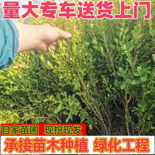 Small Leaf Boxwood Seedlings Are Cold and Drought Tolerant, Courtyard House Fence, House Community Greening Saplings, Shrub Garden Engineering