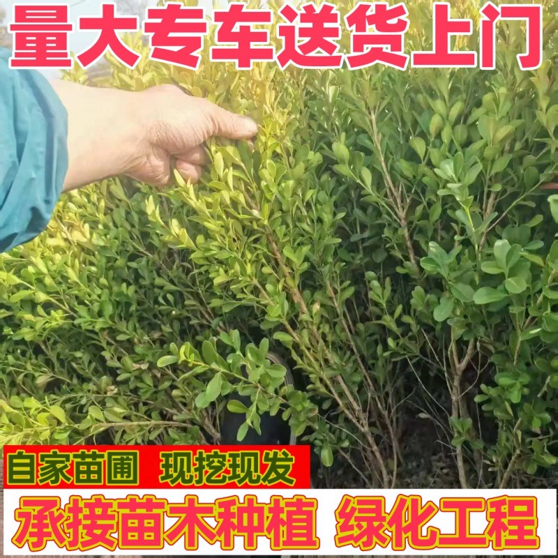 瓜子黄杨苗耐寒耐旱庭院别墅篱笆别墅小区绿化树苗灌木园林工程