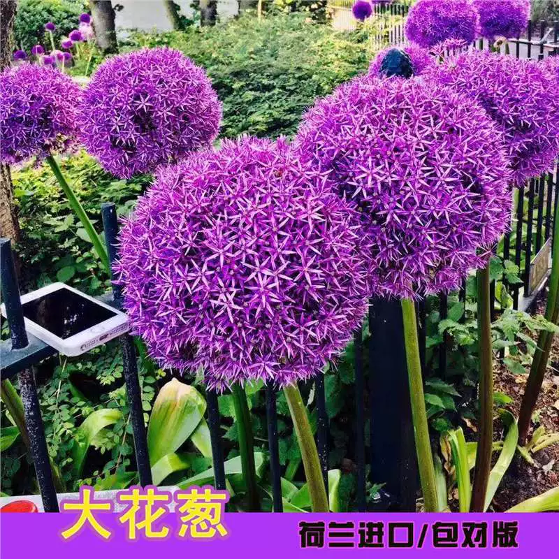 Голландия импортировала зеленый лук