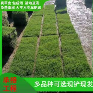 With Soil Lawn Base Supply Real Turf Manila Grass Roll Courtyard House Greening Project Ground Cover Turf