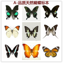A1 Ʒ�|������˱�չ�� �{�W�� �����P�� ���x�׃��@�߽̾̌W�ղ�