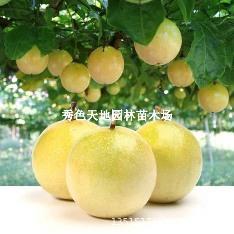 Guangxi Golden No. 9 Passion Fruit Seedlings, Honey-Flavored Golden Passion Fruit Tree, Egg Fruit, Climbing Plant with Soil for All Seasons Guangxi Golden No. 9 Passion Fruit Seedlings, Honey-Flavored Golden Passion Fruit Tree, Egg Fruit, Climbing Plant with Soil for All Seasons