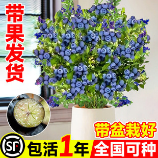 ��Ʒ�{ݮ���������l25�����̨�����ϱ���ͥԺ�Nֲ����ˮ������
