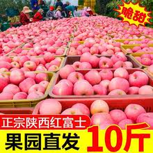 正宗陝西蘋果紅富士脆甜10斤5斤3斤水果新鮮不打蠟帶皮吃整箱批發