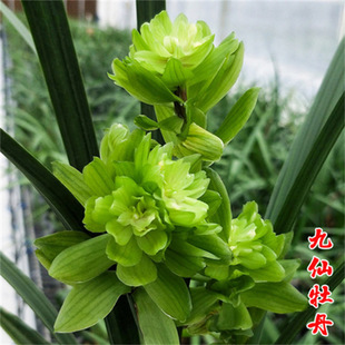 �m���罨�m�S��߅ �S��� �����r�������ԾGֲ���B�̨�Ĵ���ʢ��