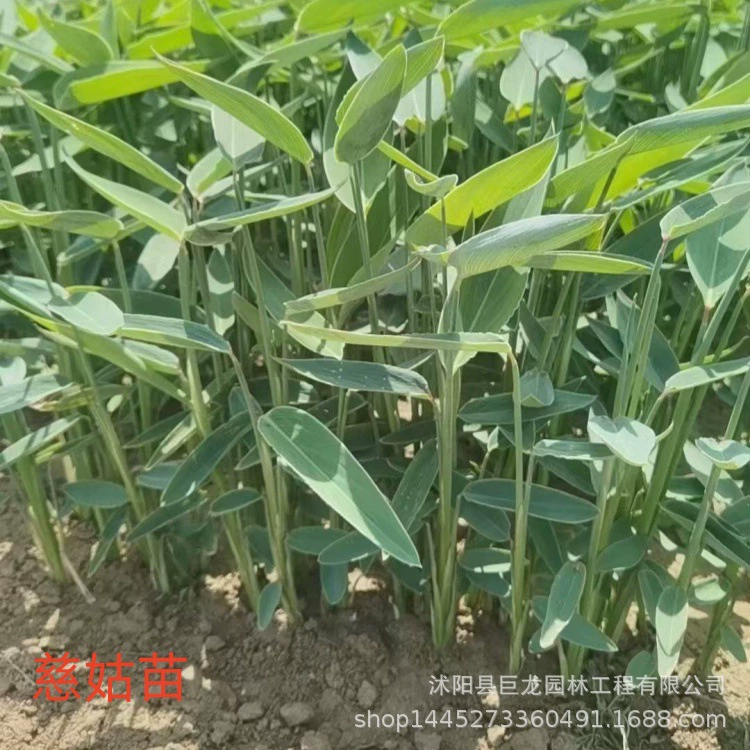 Прямые продажи ландшафтных водных растений, водного каштана, цветочных и листовых растений, очистки воды, саженцев водного каштана.