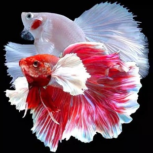 ̩�����~�Ꭷ�^�p�~����鼆�~���¹��~���wҹ��ֱ���[���W�t���l
