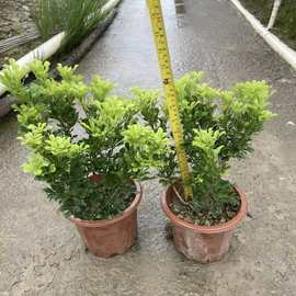 米兰花苗桌面香味植物盆栽四季有花米仔兰盆栽可驱蚊植物