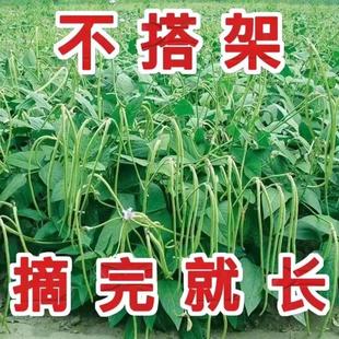 Complete Collection of Unframed Cowpea Seeds, Unframed Long Cowpea Seeds, Vegetable Seeds, Balcony Potted Plants, Four-Season Sowing Ground Beans