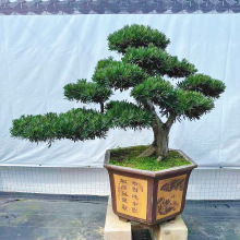 ӭ�����_�h���辰�Ϙ������͘��҃��⻨�@ͥԺ�e���k�������P���B