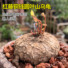 山乌龟金不换植物盆栽红藤圆叶懒人绿植爬藤观叶室内水培阳台客厅