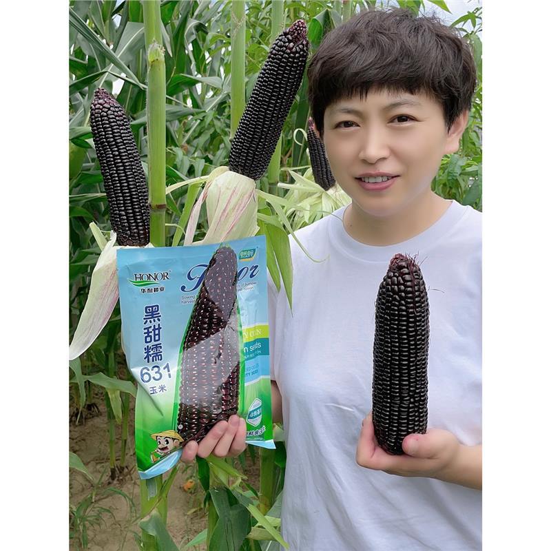 黑甜糯631黑糯玉米种子紫水果玉米种籽四季春种孑甜糯米种禾之元