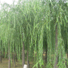 ֱNƤ ƤС еLGľ ҎRȫ