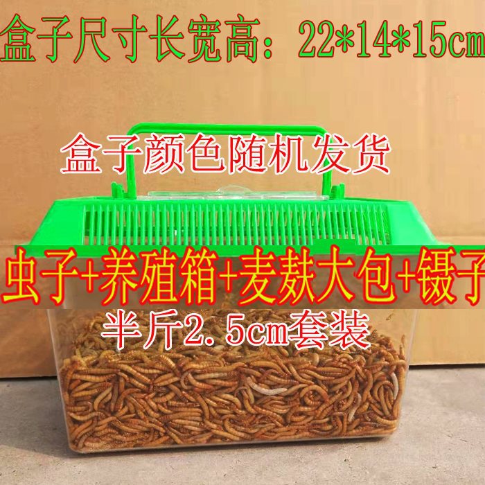 2000条虫子2.5厘米+养殖盒套装