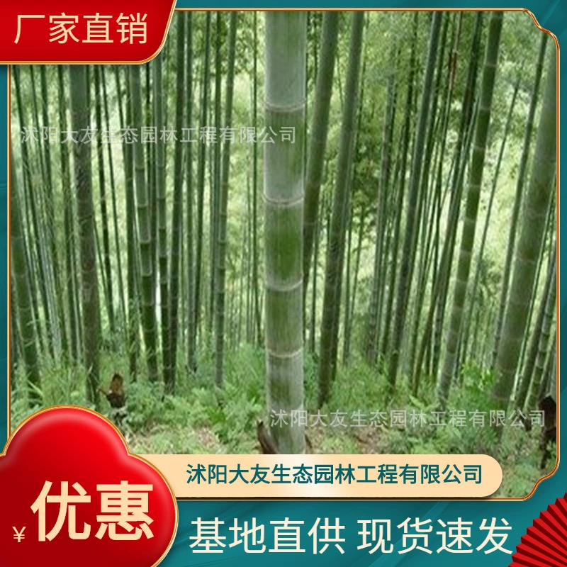 Базовые Оптовые Зеленые саженцы бамбука собственного производства живописные места ландшафтный дизайн дорога сад инженерия Зеленые саженцы