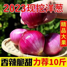 2023当季新货红洋葱新鲜紫皮红皮黄皮深紫元葱圆葱头农家蔬菜包邮