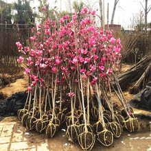 玉兰花树苗庭院别墅地栽绿化植物红玉兰白玉兰紫玉兰大型景观花卉