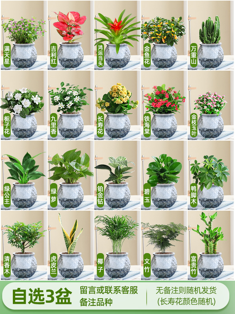 [원하는 녹색 식물과 꽃 화분 3개] 품종 비고