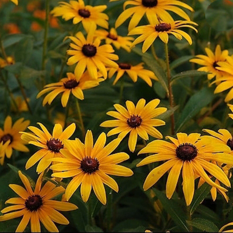 Черное сердце Хризантема Семена Многолетние Ландшафтная инженерия Ландшафтный дизайн Засухоустойчивый Весенний посев Семена Длительный период цветения