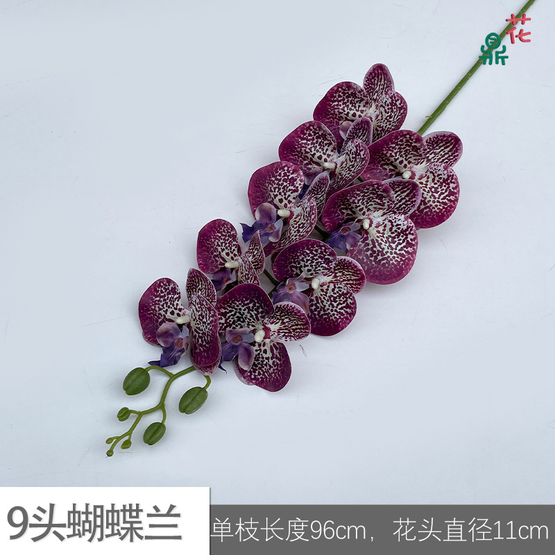 9 phalaenopsis GFG #31 스팟 퍼플