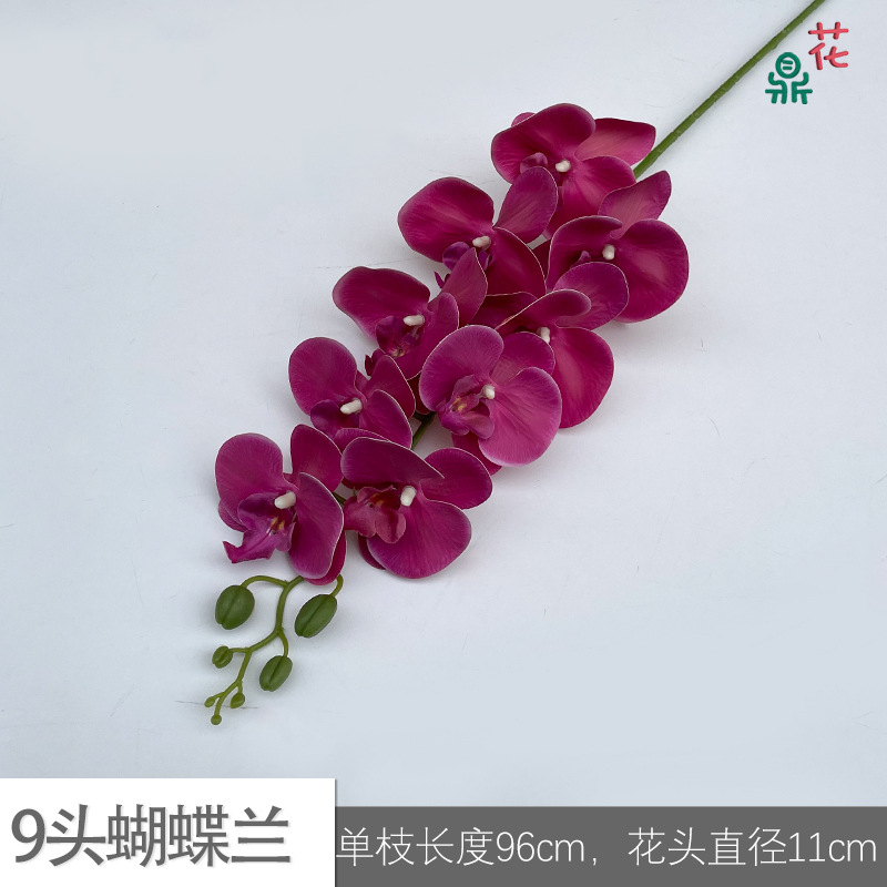 9 phalaenopsis GFG #14 순수 로즈 레드