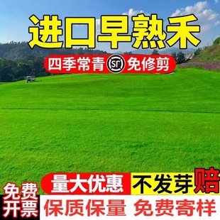 Bentgrass Seeds, Imported Lawn Grass Seeds, Four-Season Evergreen Dwarf Slope Protection, Bermudagrass Seeds, Cold-Resistant Grass Seeds