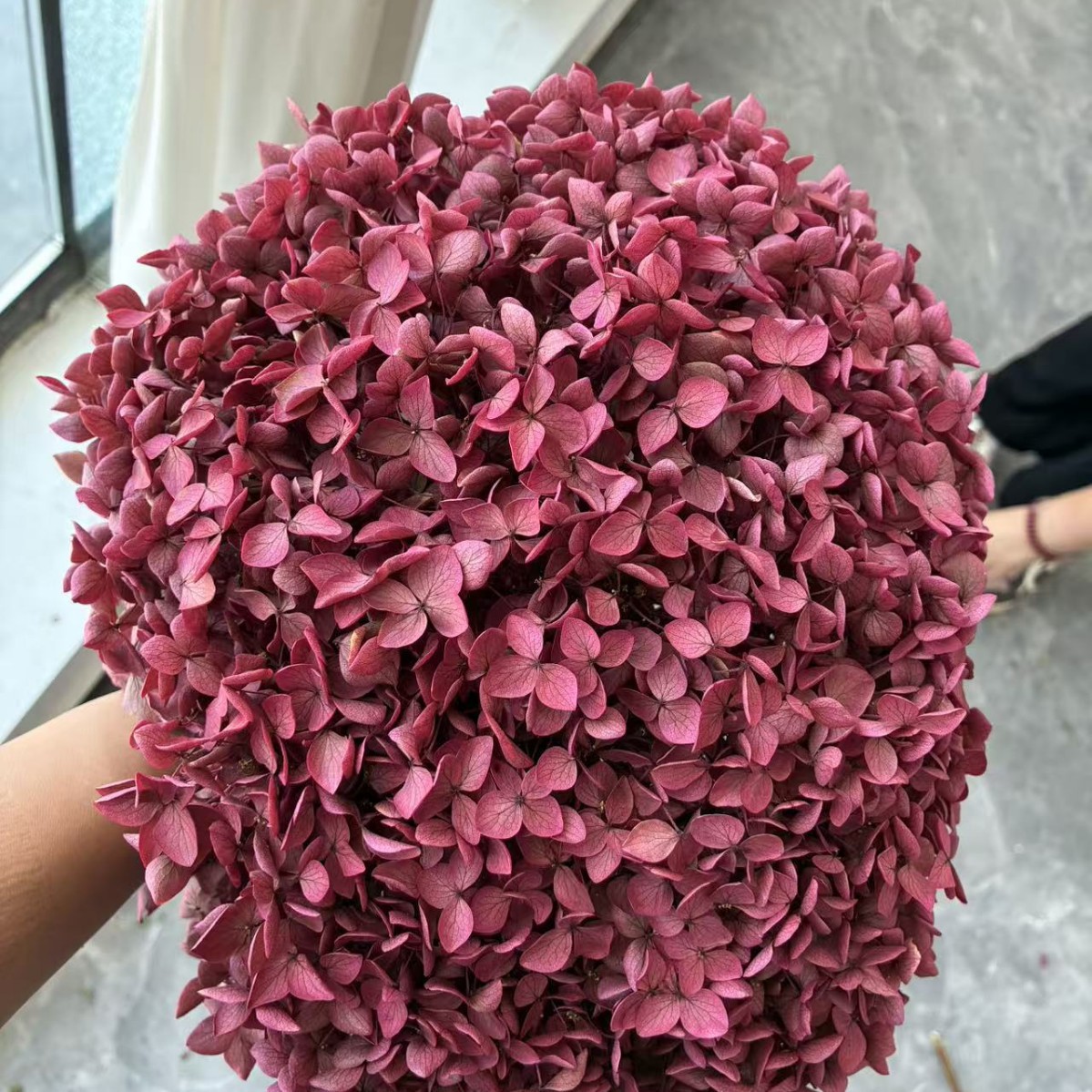 hồng hoa hồng