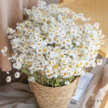 鲁丹鸟小雏菊干花花束洋甘菊小清新客厅装饰拍摄道具天然风干真花