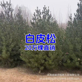 苗圃批发白皮松 绿化工程白皮松树苗白皮松高山松树苗黑松迎客松