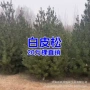 黑松绿化工程树苗白皮松