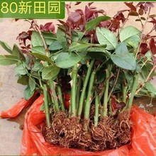 玫瑰花苗四季开花扦插玫瑰月季花苗花卉蔷薇种苗室内外阳台装饰玫