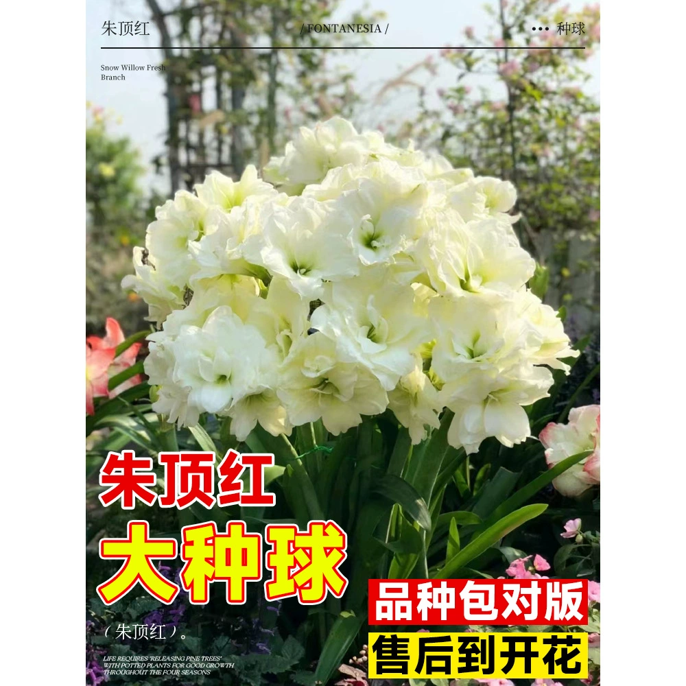 Импортированные луковицы с двойными лепестками амариллиса. Комнатные горшечные растения Afrey Double King подходят для зимних морозостойких и морозостойких цветов.