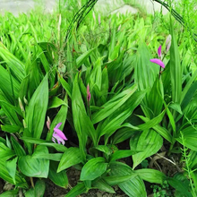 白芨苗盆栽花卉耐寒耐热紫花三叉大白芨种植苗中药材白及带芽块茎