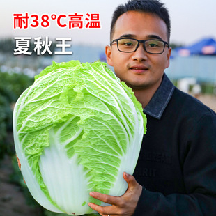 Summer and Autumn Chinese Cabbage Seeds, Vegetable Seeds, Yellow Heart, Summer Heat-Resistant New Year Seeds, Shandong Jiaozhou Daquan Autumn