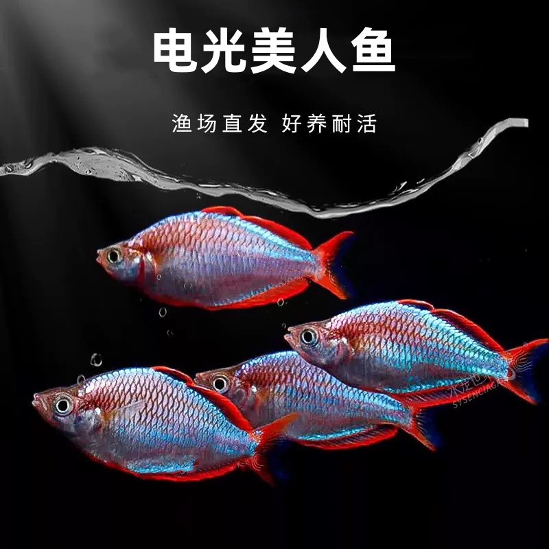 BLITZ mermaid living thing BLITZ spherical Shanghai fishing ground wholesale Aquarium Tropical Ornamental fish