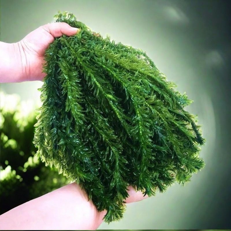 緑菊草、酸素化された怠惰な球状水草、水槽の造園の完全なセット、底砂なし、水質浄化なし|undefined