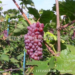 ���������Ȱ�ţ�����ј�����������Ե����������ј��m�ϱ����Nֲ