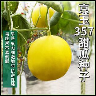 Academy of Agricultural Sciences Jingyu Series 357 Melon Seeds Farm Fruit and Vegetable Varieties Four-Season Sowing Fruit Seeds