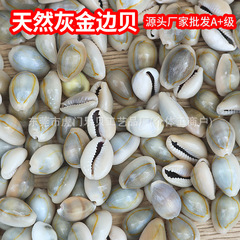 金辺宝螺天然海螺貝殻灰金辺貝手作り願い事瓶材料水槽造景台装飾品